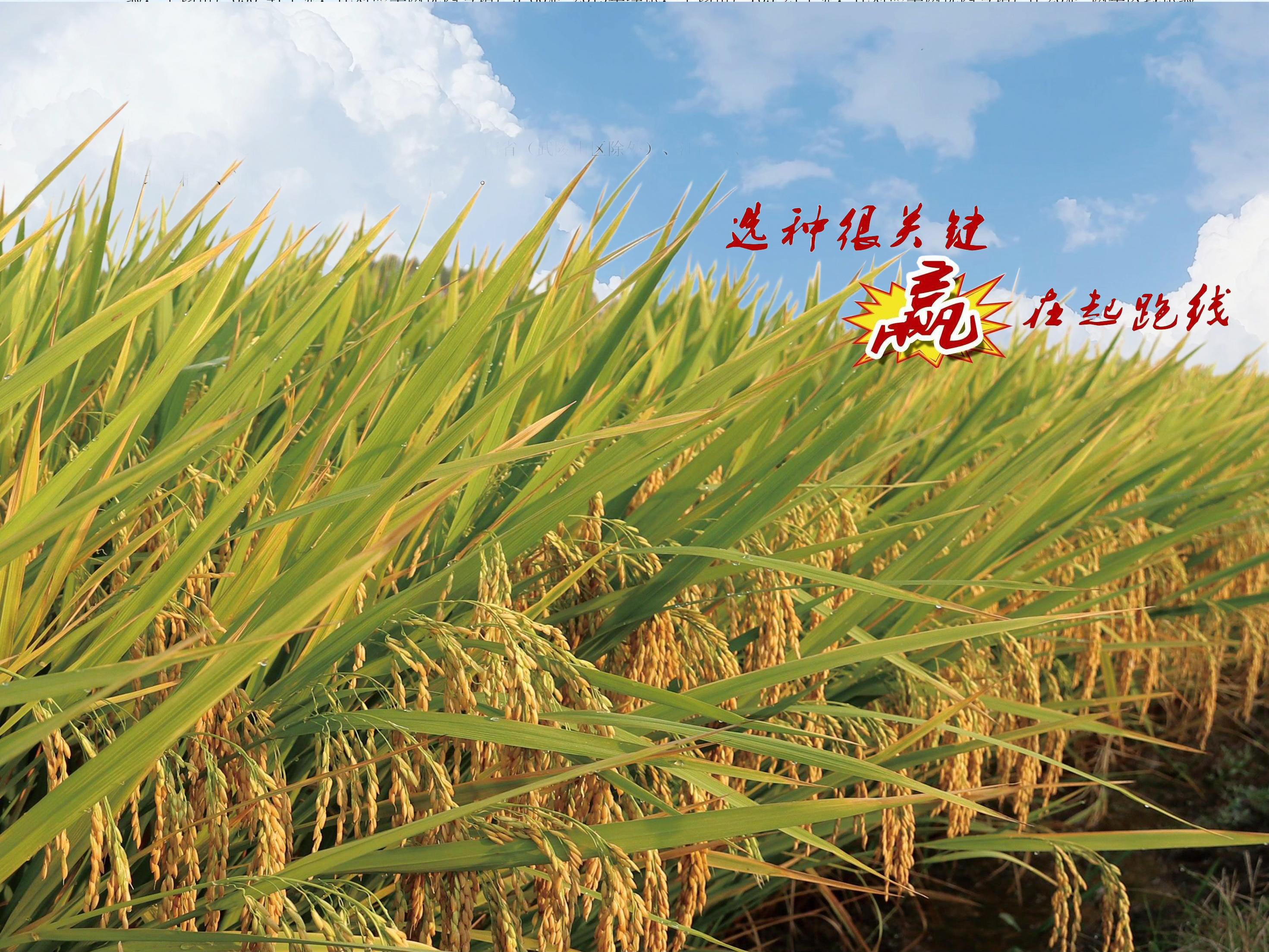 荃银高科：中种集团将自前次权益变动发生之日起五年内解决同业竞争问题