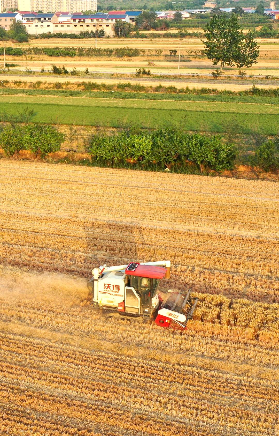 夏粮抢收，1700万台套农机具战“三夏”