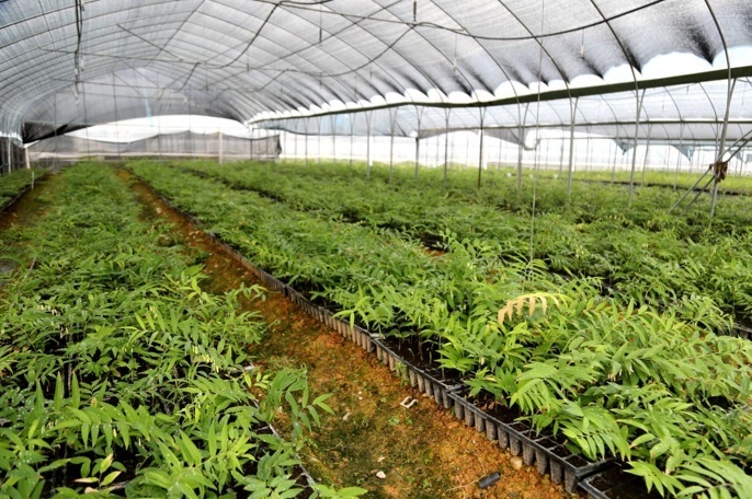 信邦制药：公司目前研发项目主要包括中药材种植技术研究等