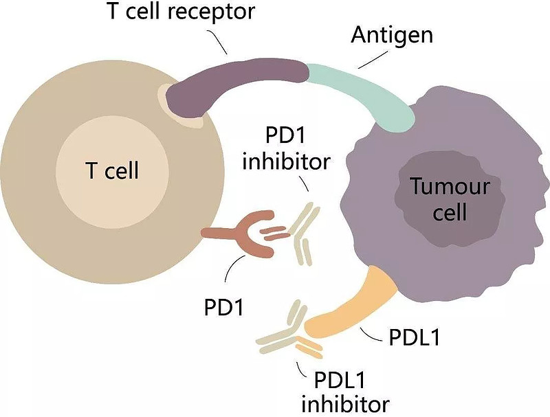 复星医药与梯瓦达成战略合作 共同开发肿瘤免疫治疗新药抗PD1-IL2疗法