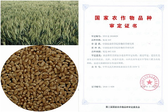 北京农林科学院与滨州市农业科学院联合选育小麦新品种