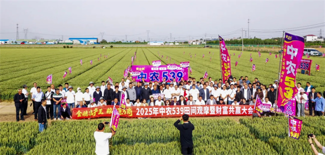 北京农林科学院与滨州市农业科学院联合选育小麦新品种