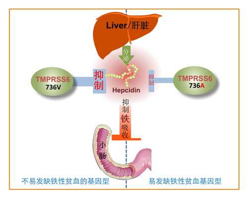 研究显示缺铁可导致小鼠雄性胚胎出现卵巢