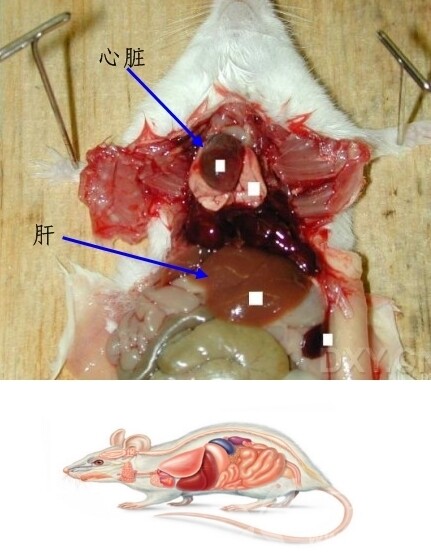 研究显示缺铁可导致小鼠雄性胚胎出现卵巢
