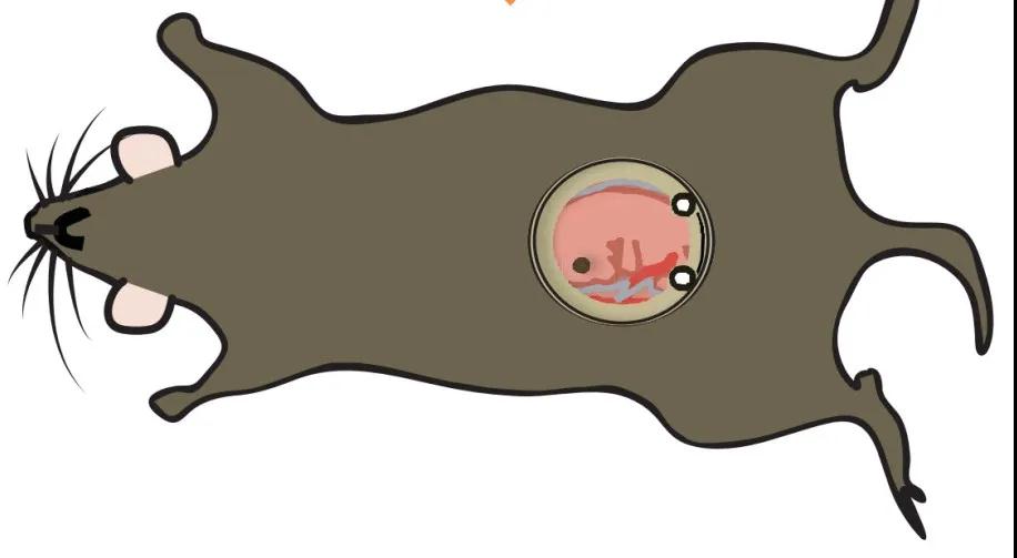 研究显示缺铁可导致小鼠雄性胚胎出现卵巢