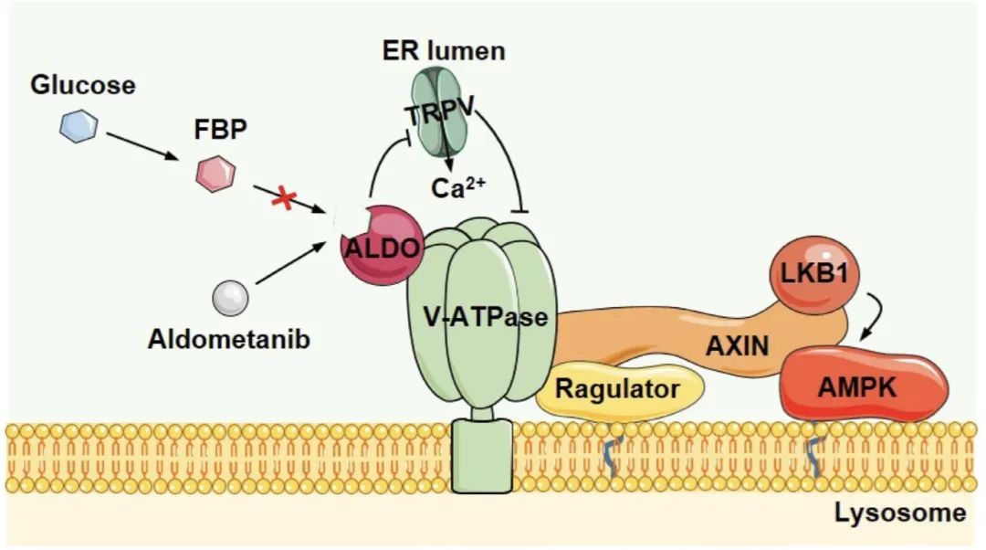 新型化合物可显著延长线虫寿命