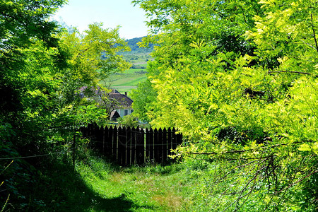 罗马尼亚将迎28年来最大小麦丰收，有望跃居欧盟主要出口国