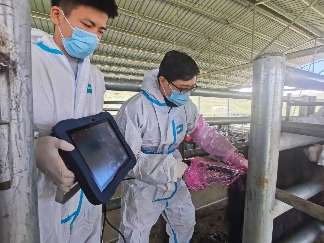 我国科学家成功克隆牦牛