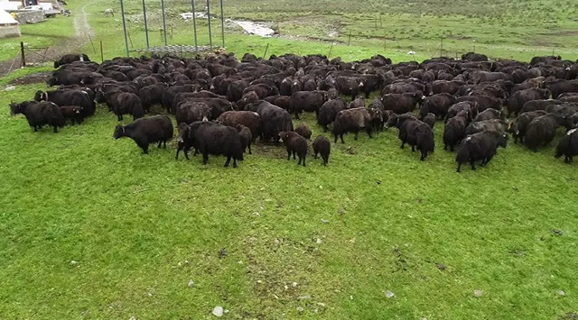 我国科学家成功克隆牦牛