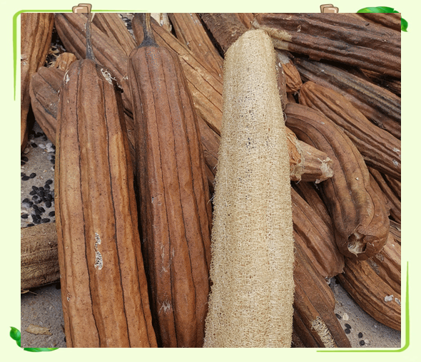 蒙草生态获得实用新型专利授权：“一种植物根系生长检测设备”