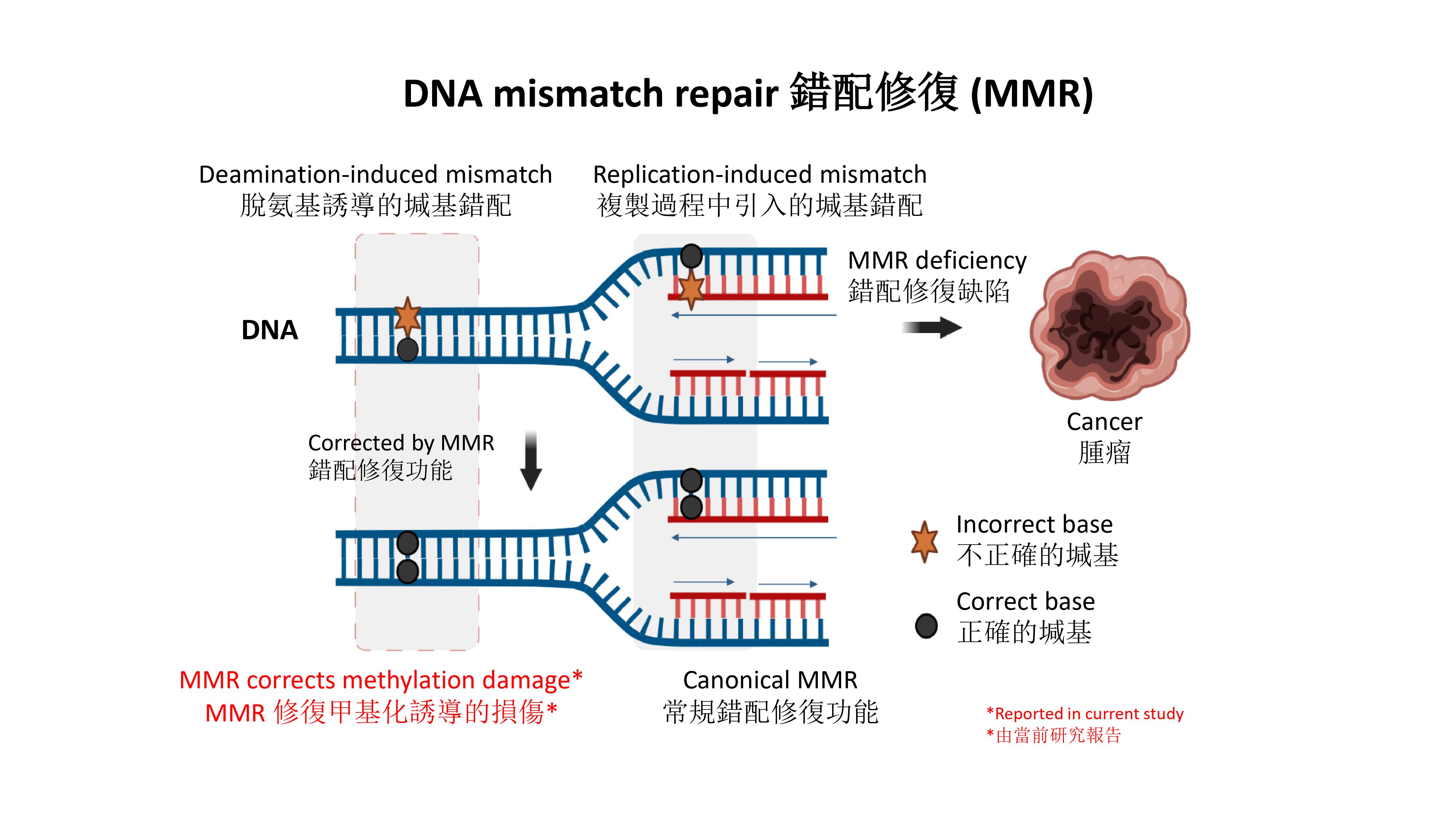万孚生物公布国际专利申请：“鼠抗人错配修复蛋白MLH1单克隆抗体、细胞株及其应用”