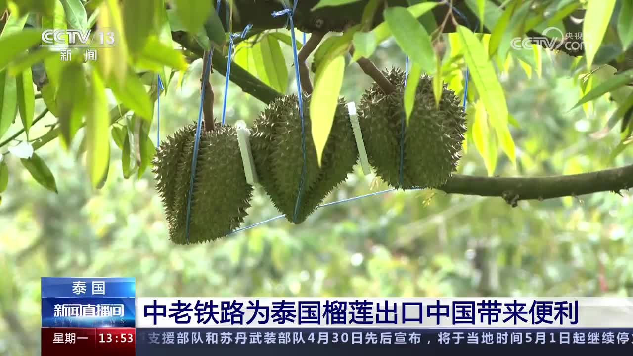 泰农合部成立专门委员会保证榴莲出口品质