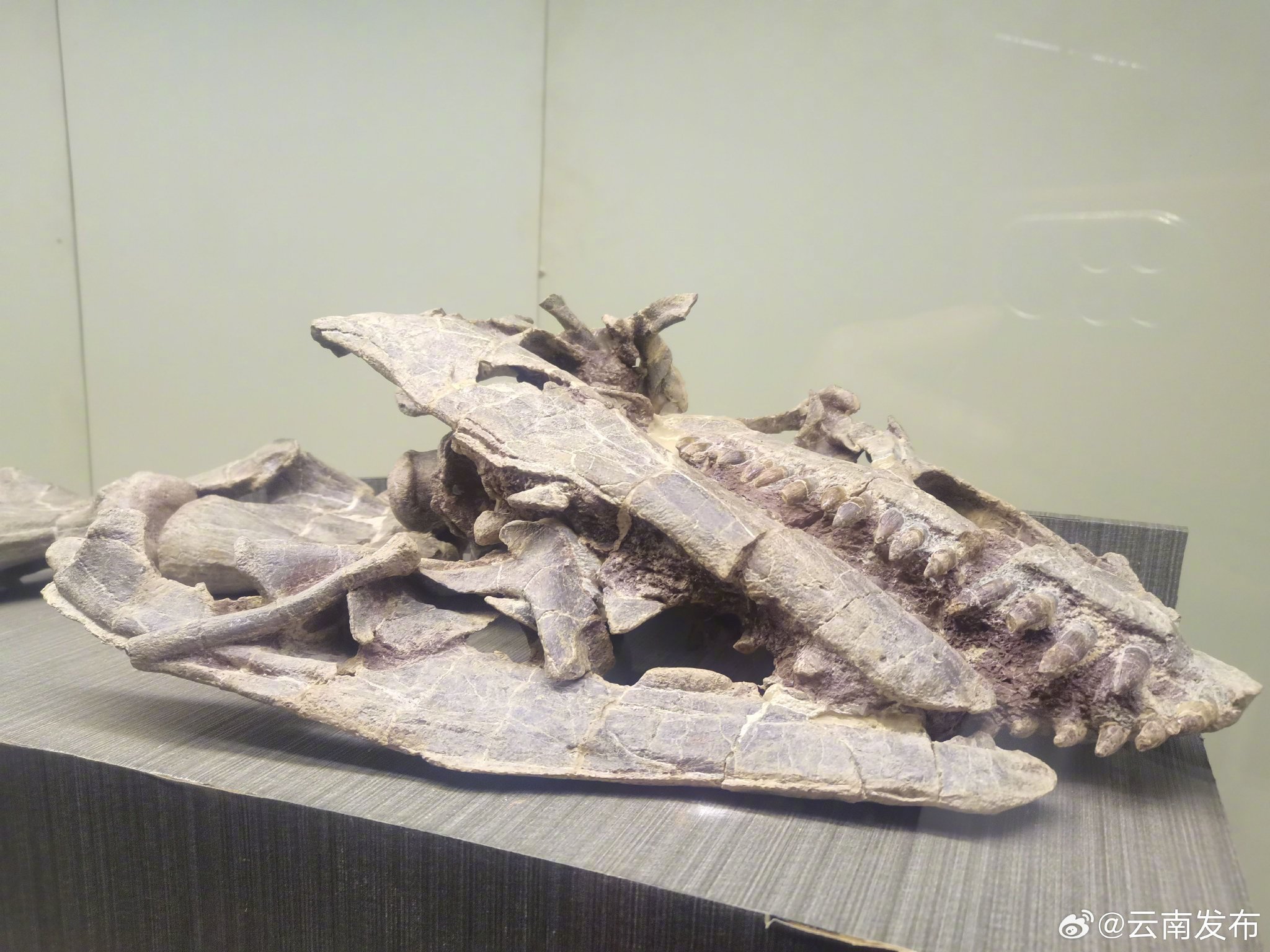 云南武定发现东亚最早的蜥脚型类恐龙