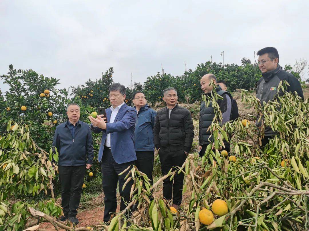 科技搭桥 畅通柑橘亿元产业路