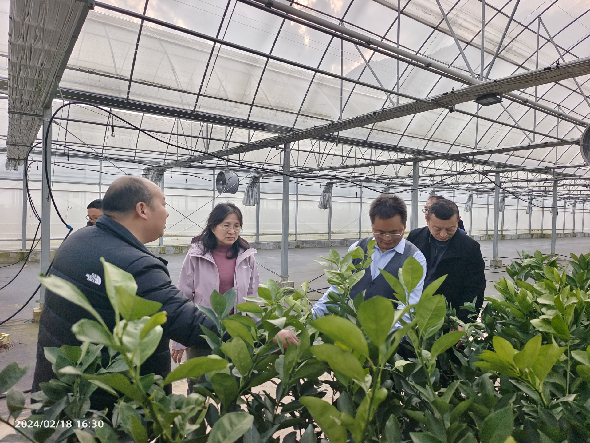 科技搭桥 畅通柑橘亿元产业路