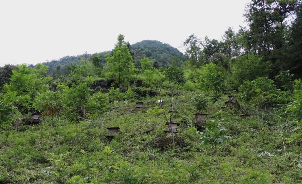 湖北竹溪：好生态激活林下“凉经济”