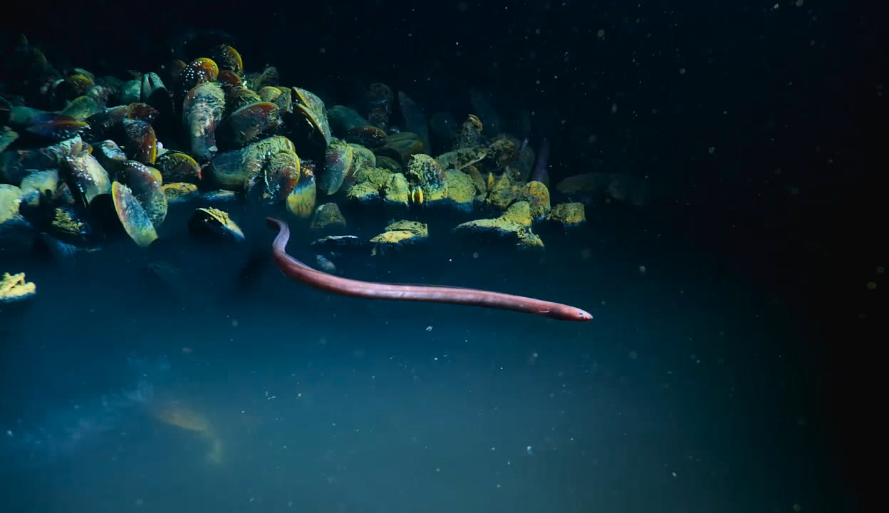 “海洋暗波”框架为揭示海洋光照危机提供新视角