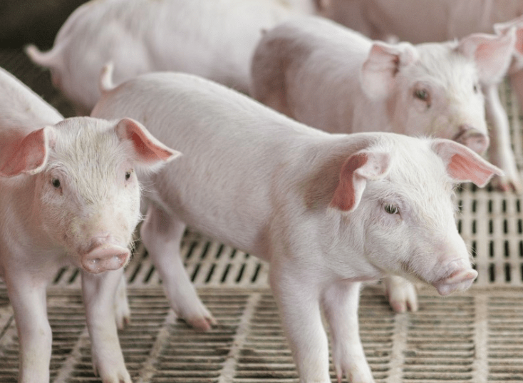 HPV疫苗代理遇冷，智飞生物2025年预亏超百亿，急筹102亿银团贷“过冬”