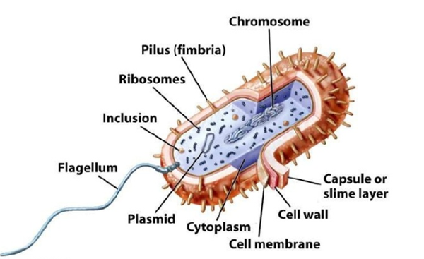 重组蛋白概念下跌0.62%，主力资金净流出41股