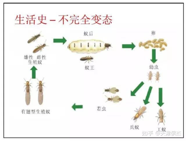 中国科学家破解白蚁的“家庭内部”分工谜题