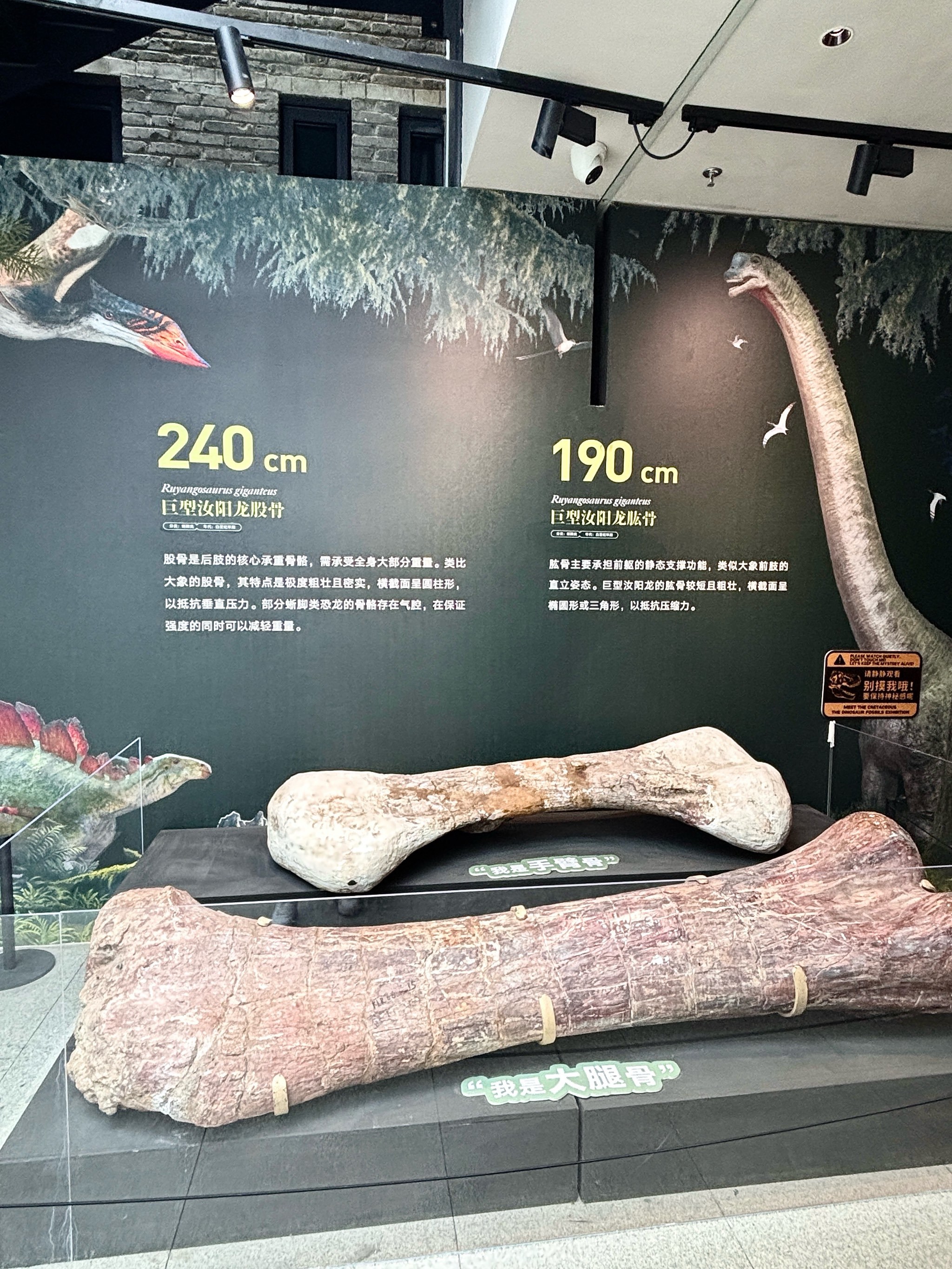 亚洲首例侏罗纪中期两栖动物足迹化石在北京发现