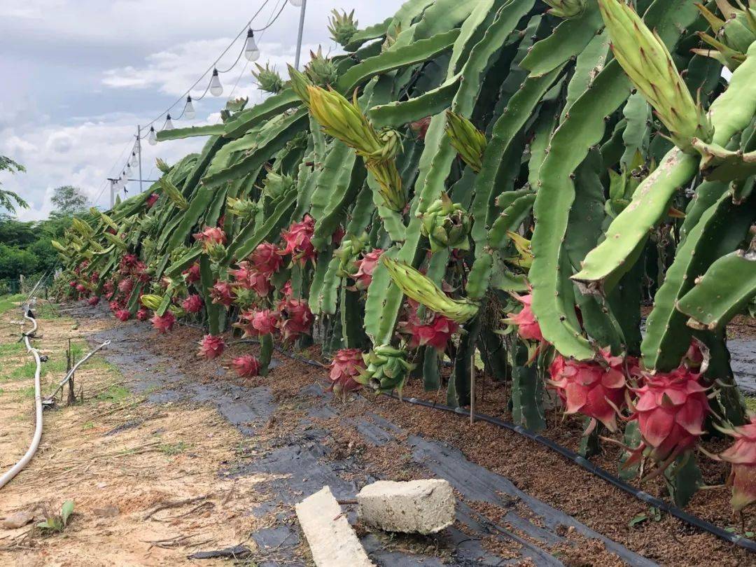 上海澳门携手搭建绿色资本桥梁 离岸绿色债券直通车正式上线