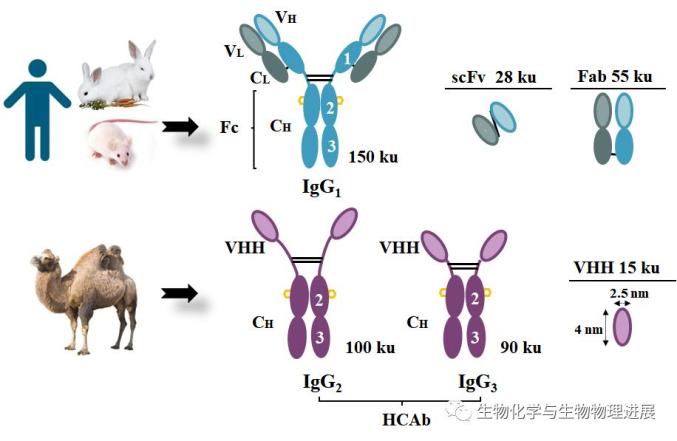 前沿生物公布国际专利申请：“一种用于抑制KRAS基因表达的siRNA及其修饰物与应用”