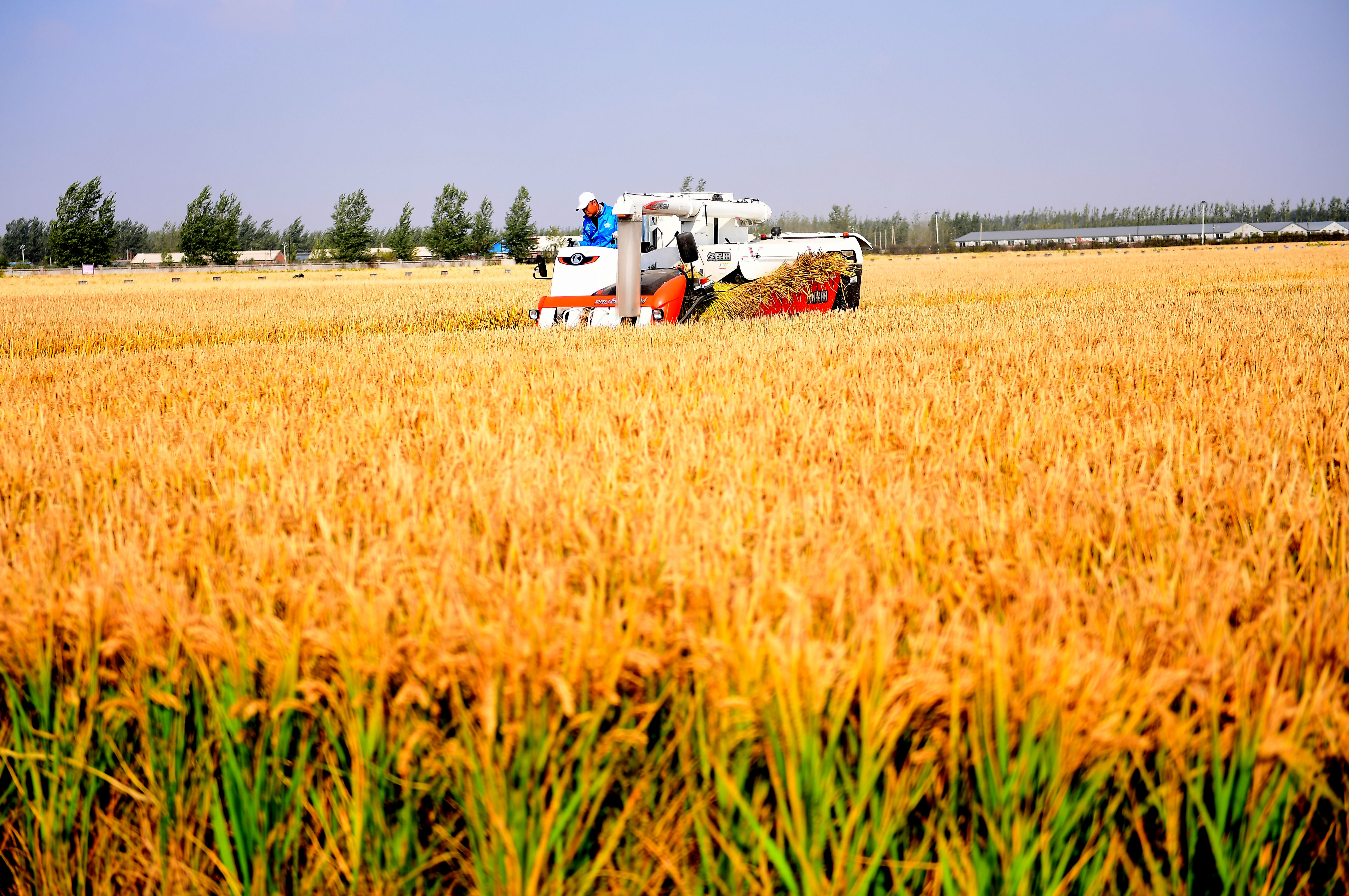 毛里塔尼亚2025年秋季水稻产量增长27%