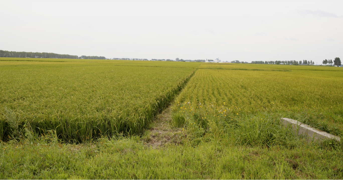 毛里塔尼亚2025年秋季水稻产量增长27%