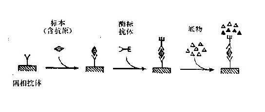 复旦张江获得发明专利授权：“一种SN38抗体或其抗原结合片段及其应用”