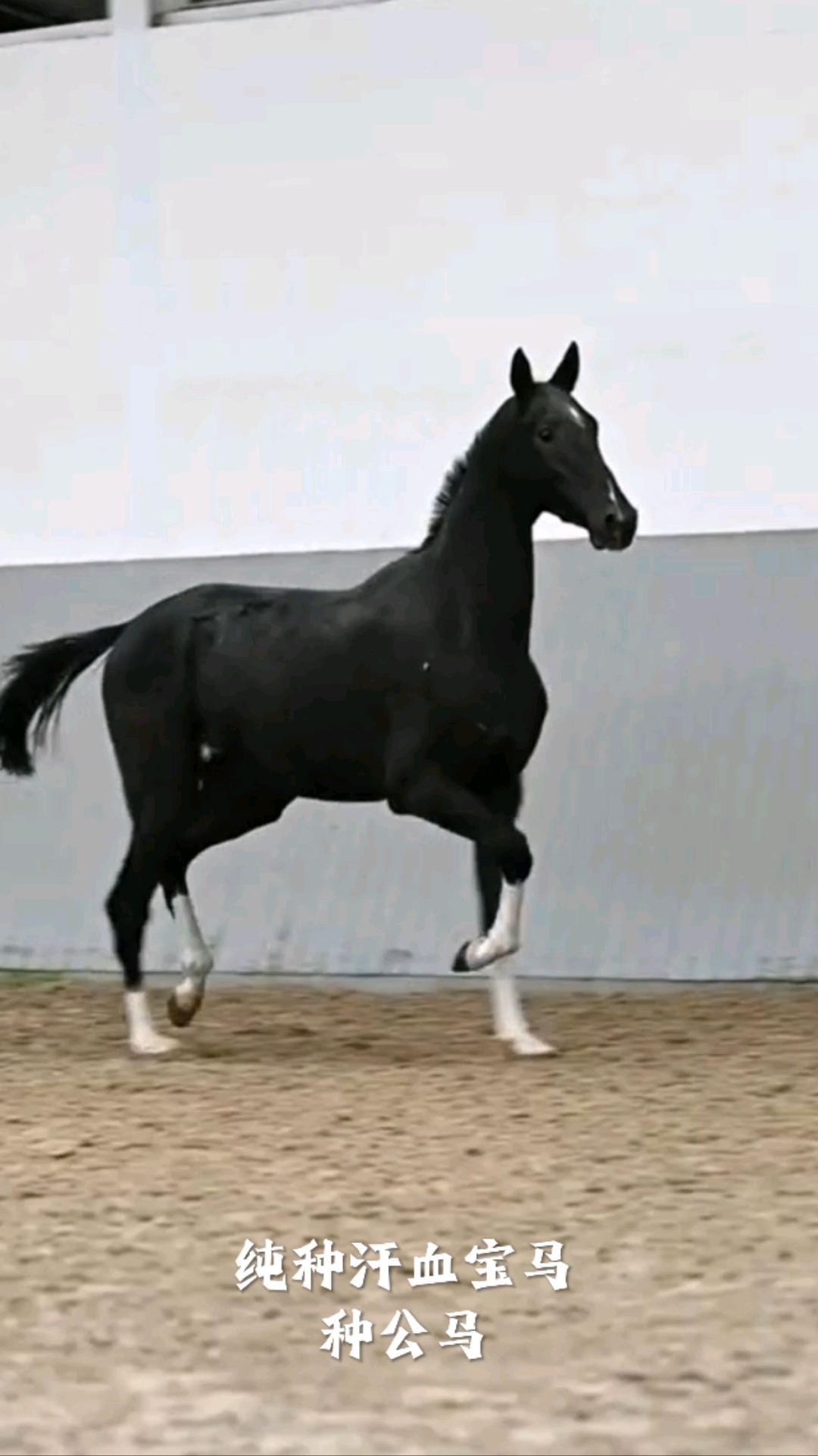 预见金马｜西证创新王致贤：扬鞭奋蹄启新程，三轮驱动谱新篇