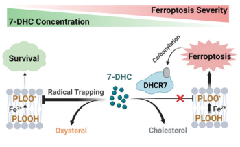 龙腾光电获得发明专利授权:“视角可切换的显示装置及其驱动方法”
