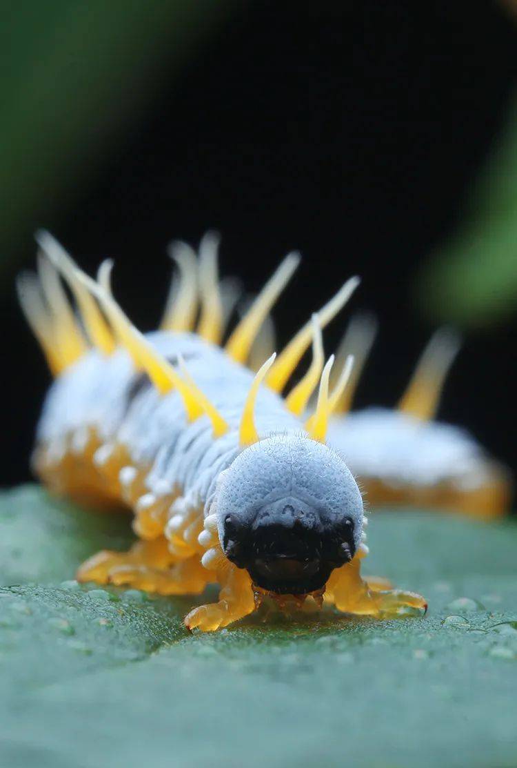 西藏发现罕见昆虫新物种