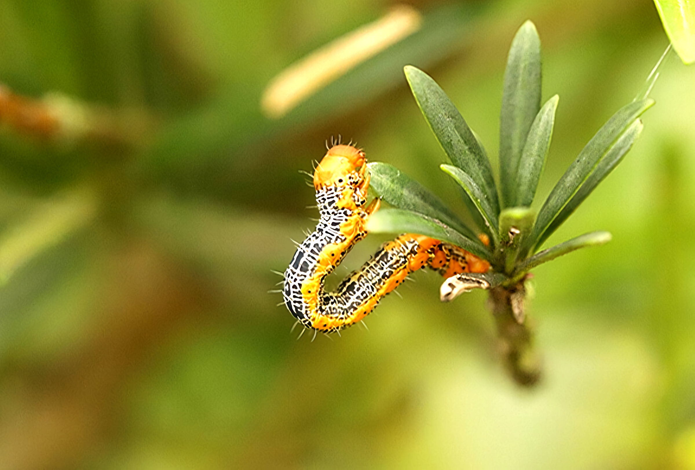 西藏发现罕见昆虫新物种