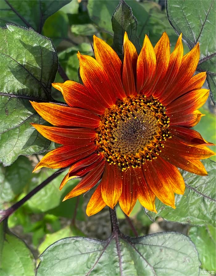 向日葵陷“多事之秋”：重组因误导性陈述“食恶果”，跨界折戟又遇业绩困局