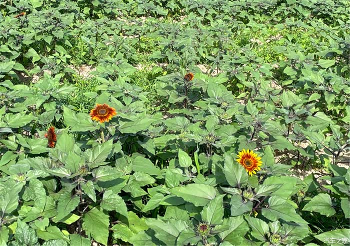 向日葵陷“多事之秋”：重组因误导性陈述“食恶果”，跨界折戟又遇业绩困局