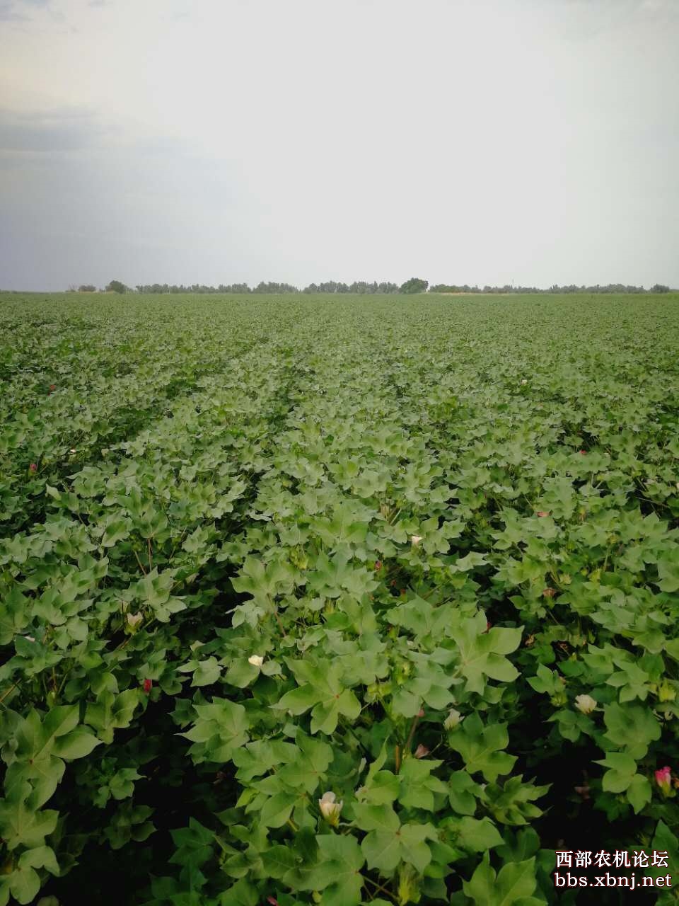 全国人大代表郑月明：建议加快推广全生物降解农用地膜