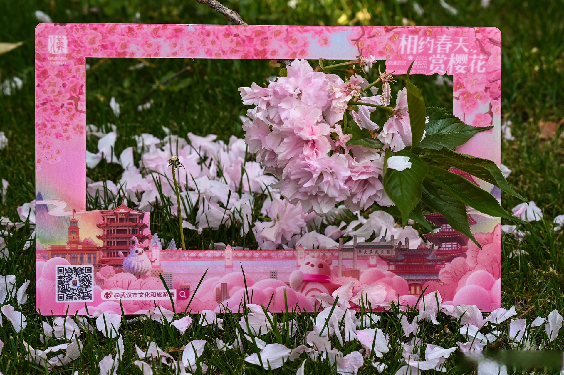 武汉将推出五大系列316项活动“相约春天赏樱花”