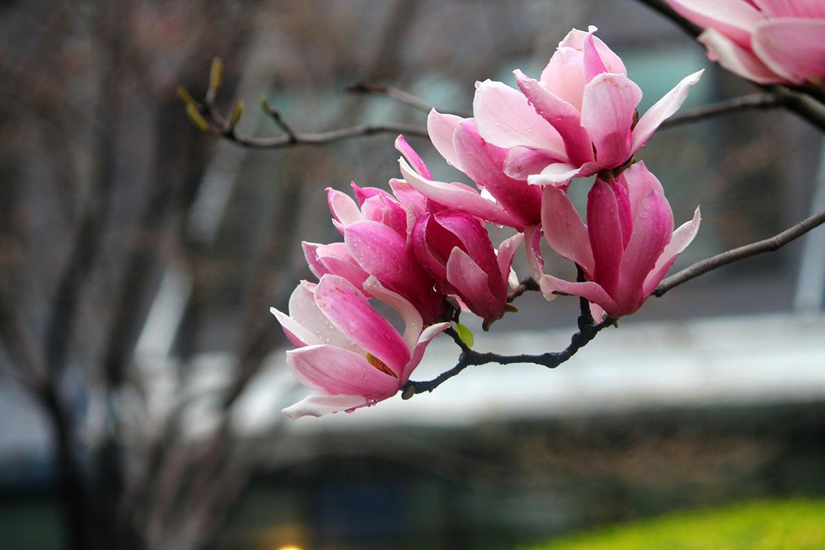 达斡尔诗人、中国诗歌学会理事吴颖丽：愿共同诗写“绽放的力量”