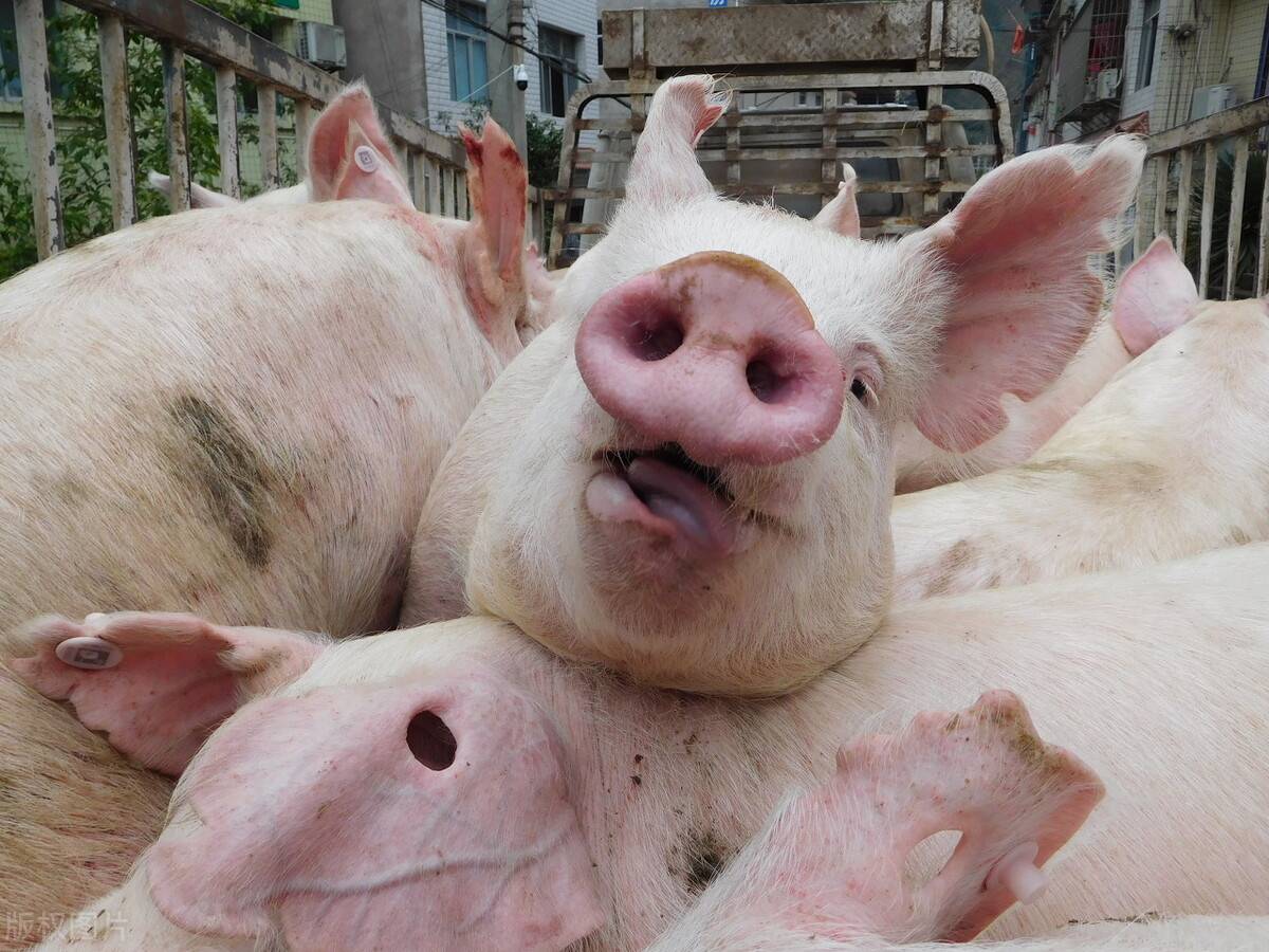 天邦食品：2月商品猪销售收入4.8亿元 环比下降28.87%