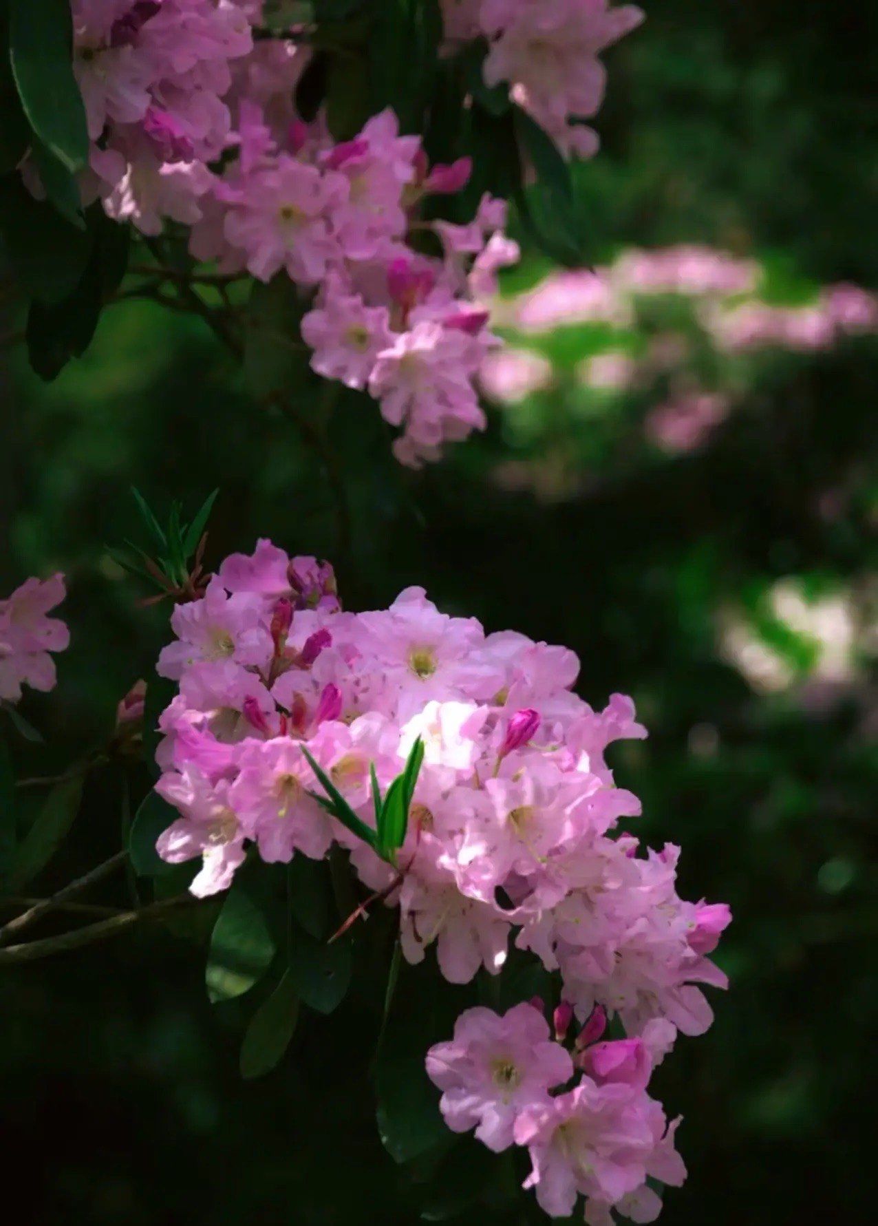 “三八”国际妇女节迎赏花游小高峰 “悦己型”消费热度持续攀升