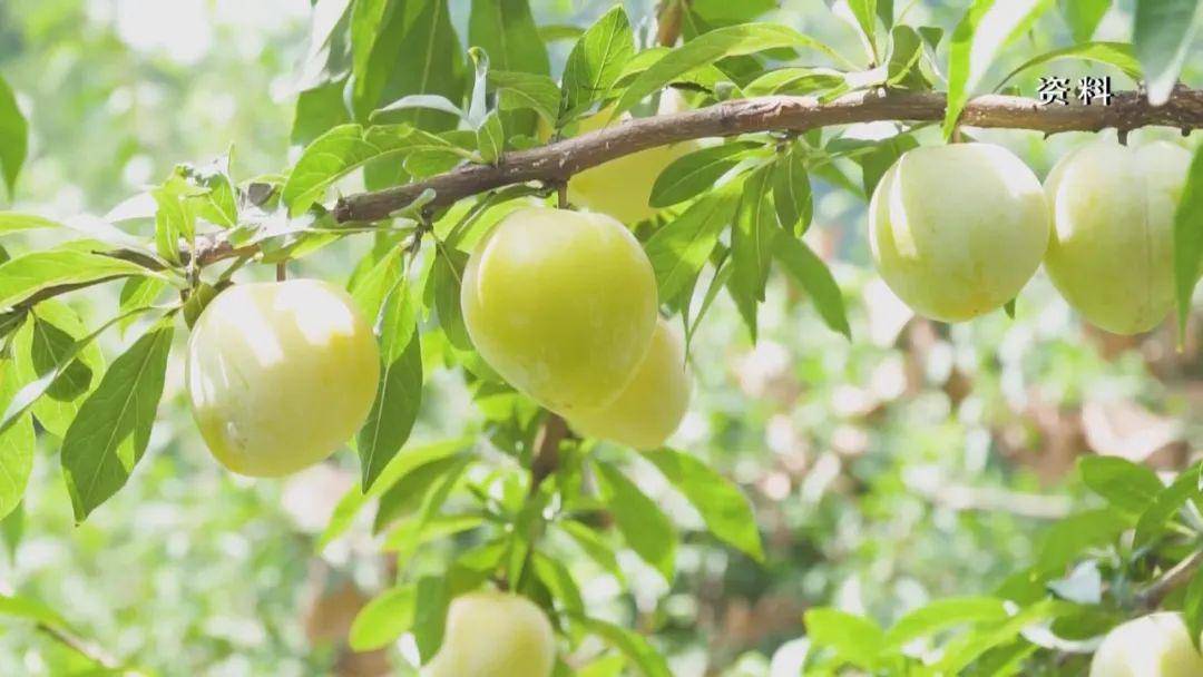 浙江：深入推进浙南早茶等农业领域国家优势特色产业集群建设