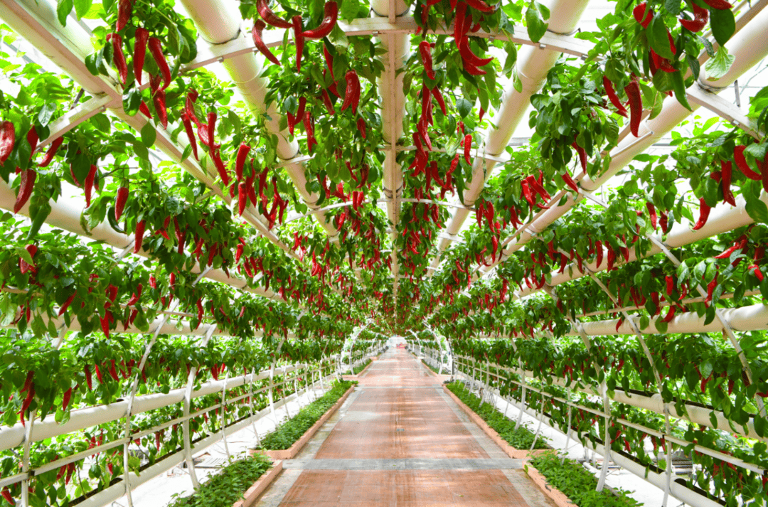 第二十七届菜博会进京广发邀约