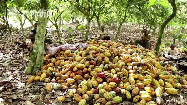 科特迪瓦可可产业持续承压